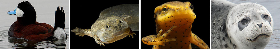   Natural History Lectures 